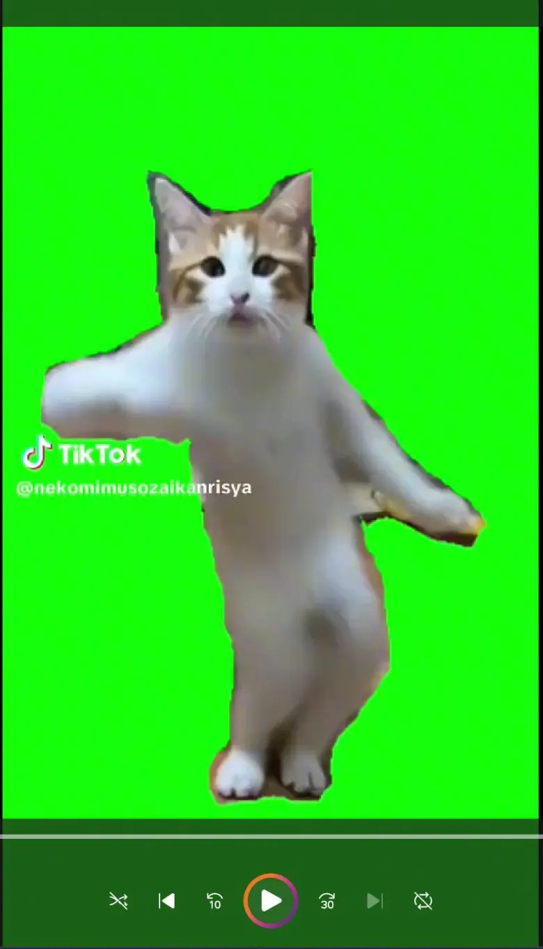 PC版]TikTokの猫ミーム素材動画をダウンロードする方法とメリット・デメリット